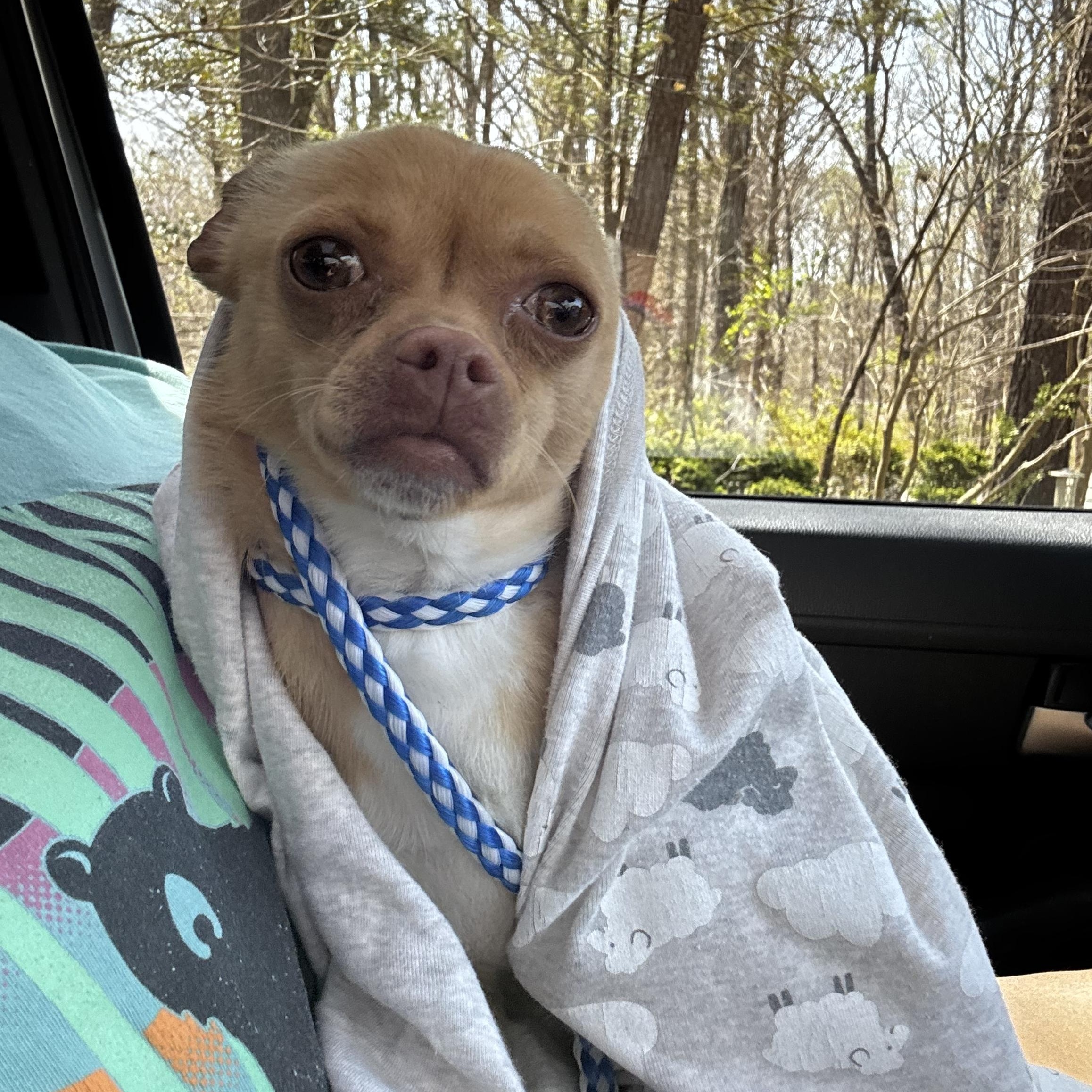 Enlarge Choco Taco, an adopted Chihuahua in Lexington, NC image 5/6