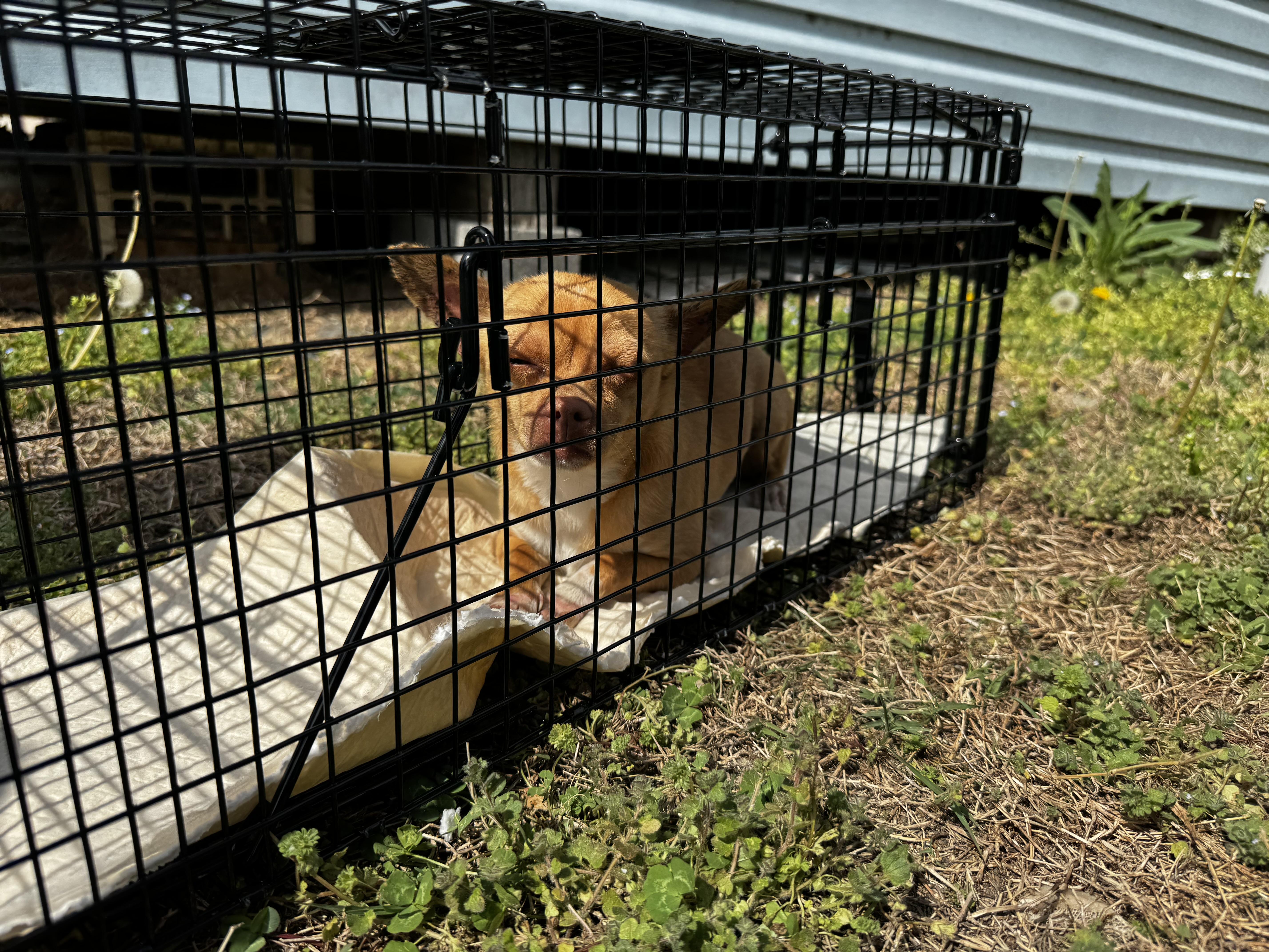 Enlarge Choco Taco, an adopted Chihuahua in Lexington, NC image 4/6