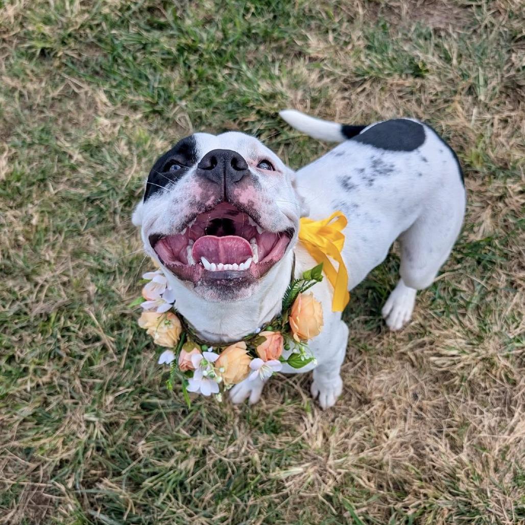 Minnie, Adoptable, Young Female American Staffordshire Terrier.