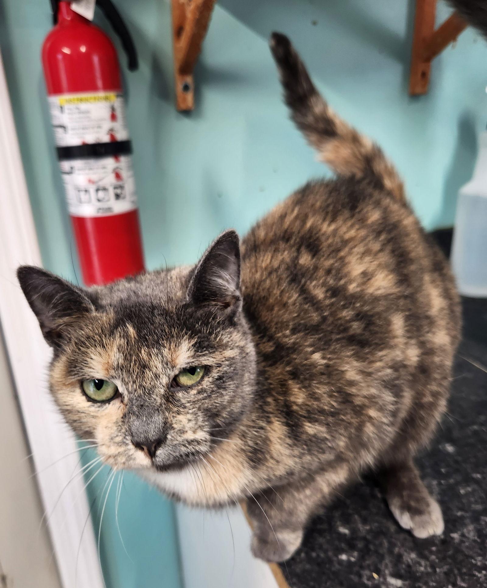 Miracle, Adoptable, Adult Female Domestic Short Hair.