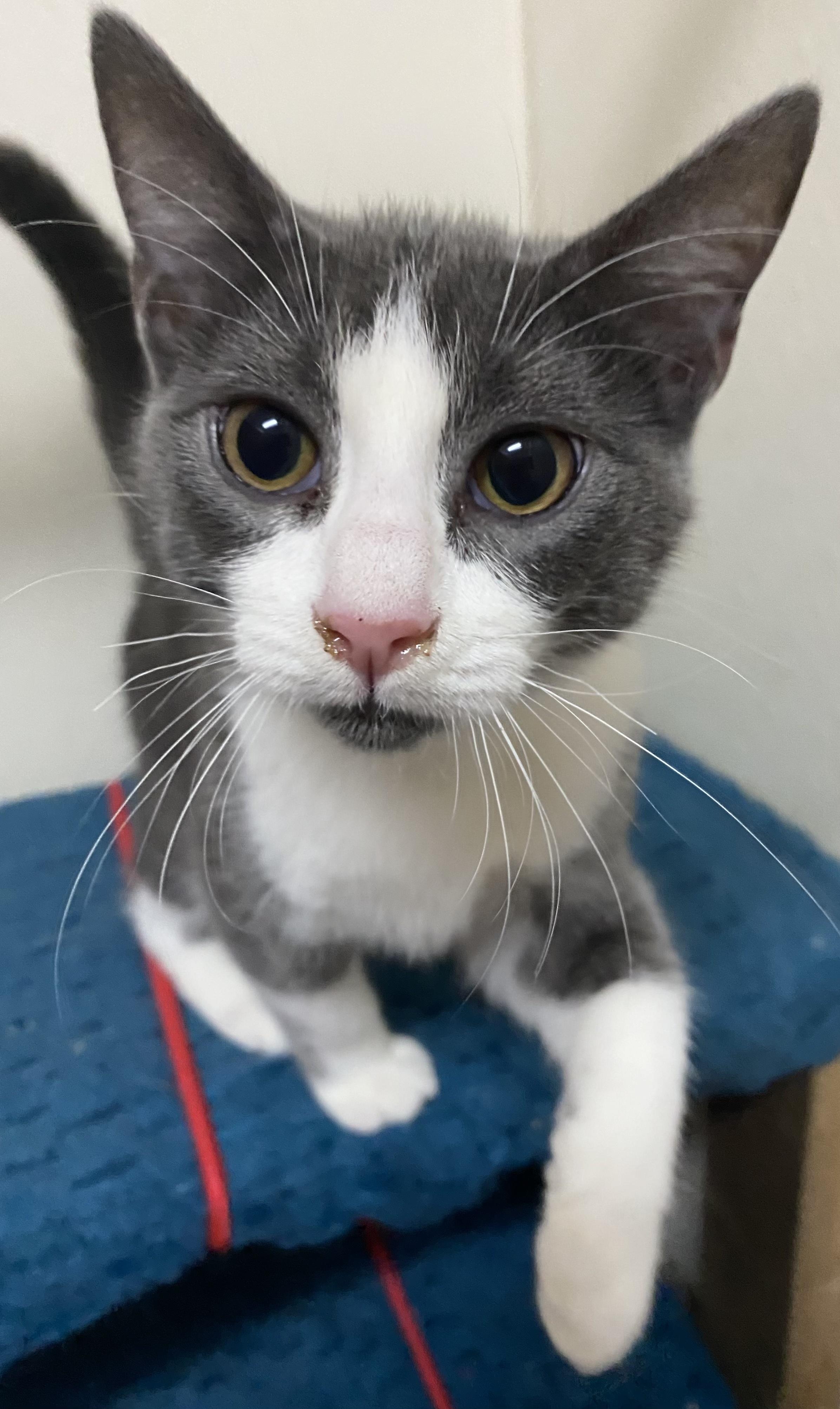 Hooray, Adoptable, Young Male Domestic Medium Hair.