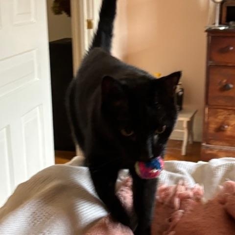 Enlarge Midnight, a Adoptable Domestic Short Hair in Toronto, ON image 3/4