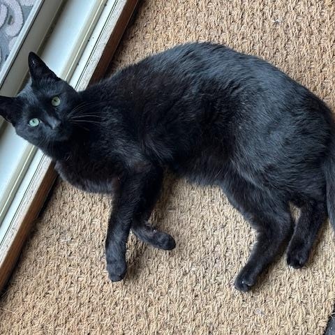 Enlarge Midnight, a Adoptable Domestic Short Hair in Toronto, ON image 1/4