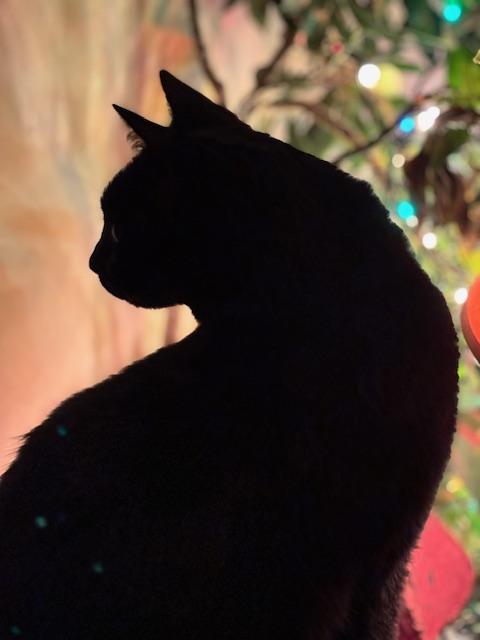 Enlarge Midnight, a Adoptable Domestic Short Hair in Toronto, ON image 4/4