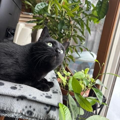 Enlarge Midnight, a Adoptable Domestic Short Hair in Toronto, ON image 2/4