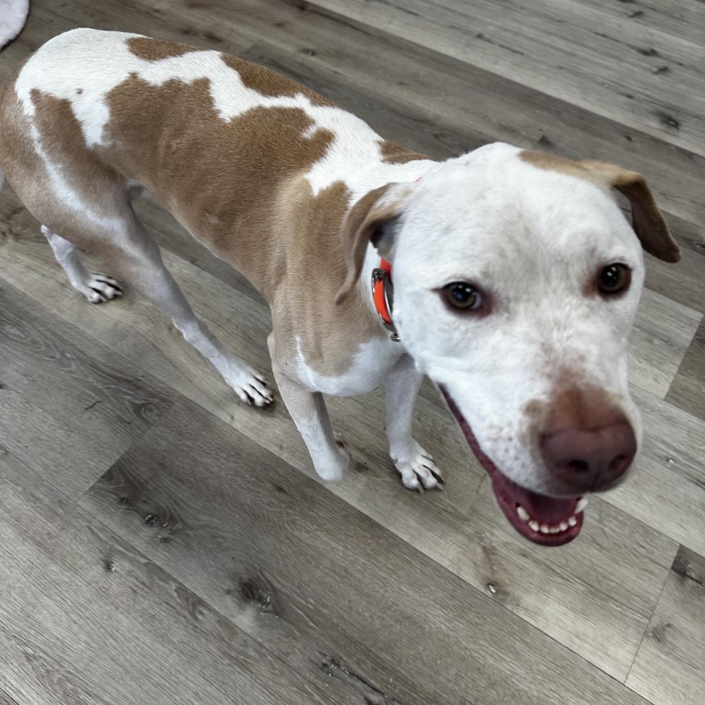 Enlarge Whiskey, a Adoptable Mixed Breed in Idaho Falls, ID image 1/6