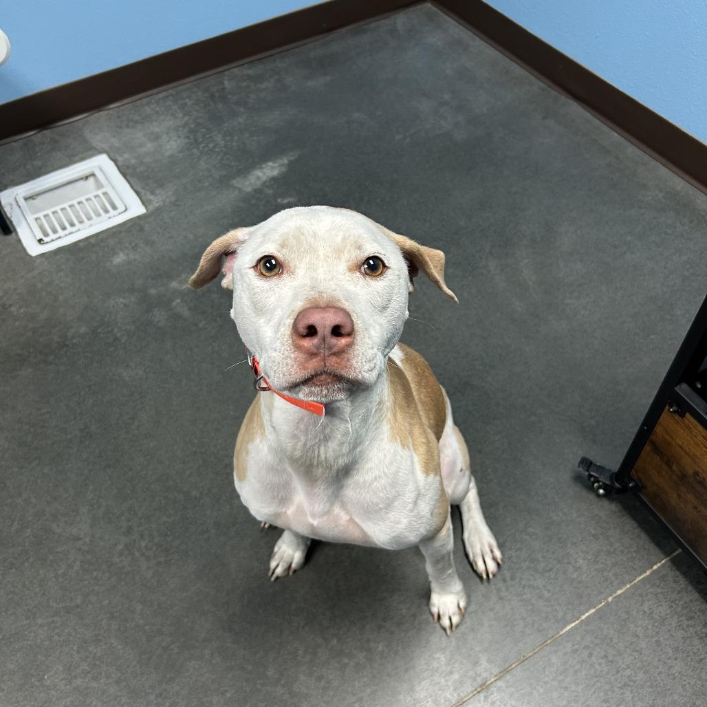 Enlarge Whiskey, a Adoptable Mixed Breed in Idaho Falls, ID image 3/6