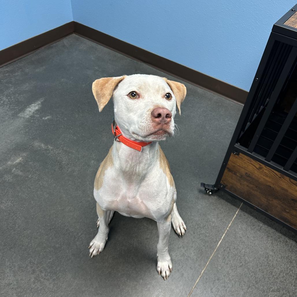 Enlarge Whiskey, a Adoptable Mixed Breed in Idaho Falls, ID image 4/6