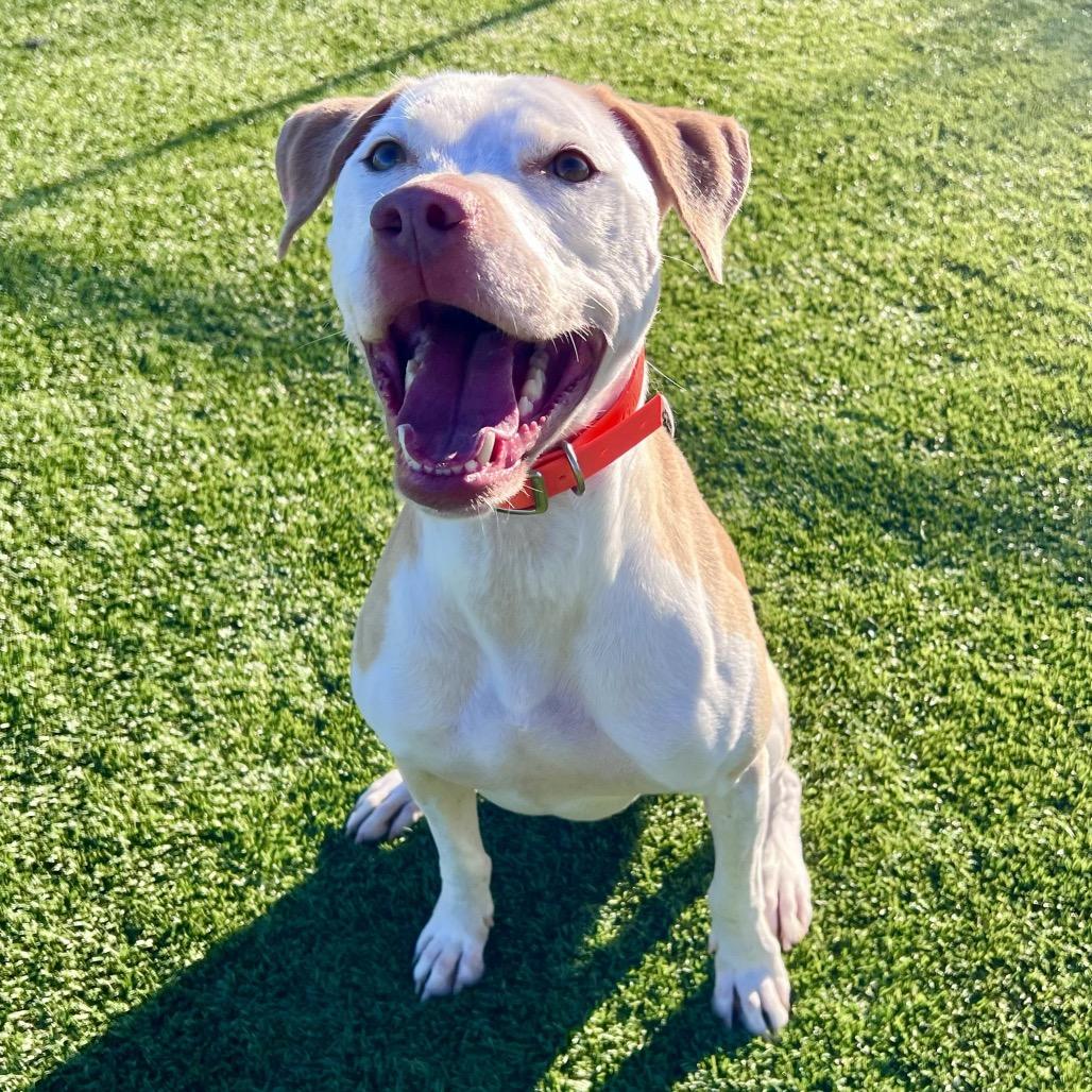 Whiskey, a Adoptable Mixed Breed in Idaho Falls, ID image 4/6