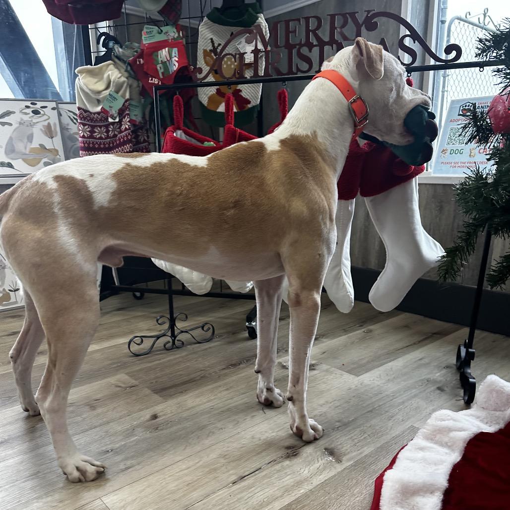 Enlarge Whiskey, a Adoptable Mixed Breed in Idaho Falls, ID image 5/6