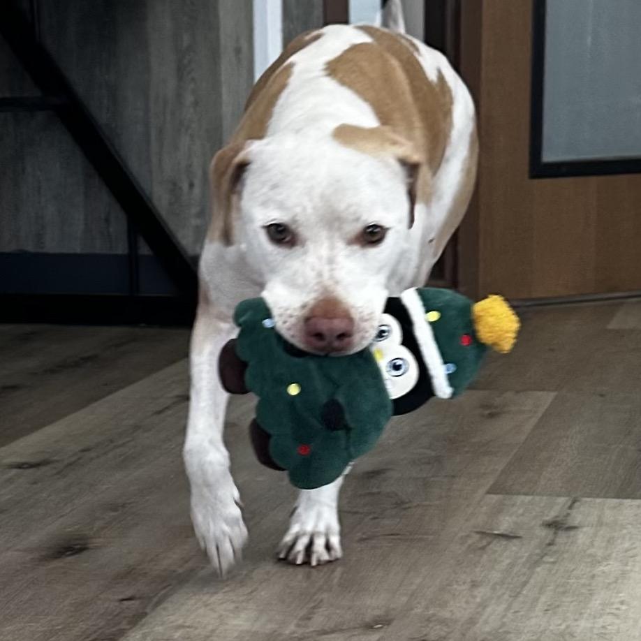 Enlarge Whiskey, a Adoptable Mixed Breed in Idaho Falls, ID image 6/6