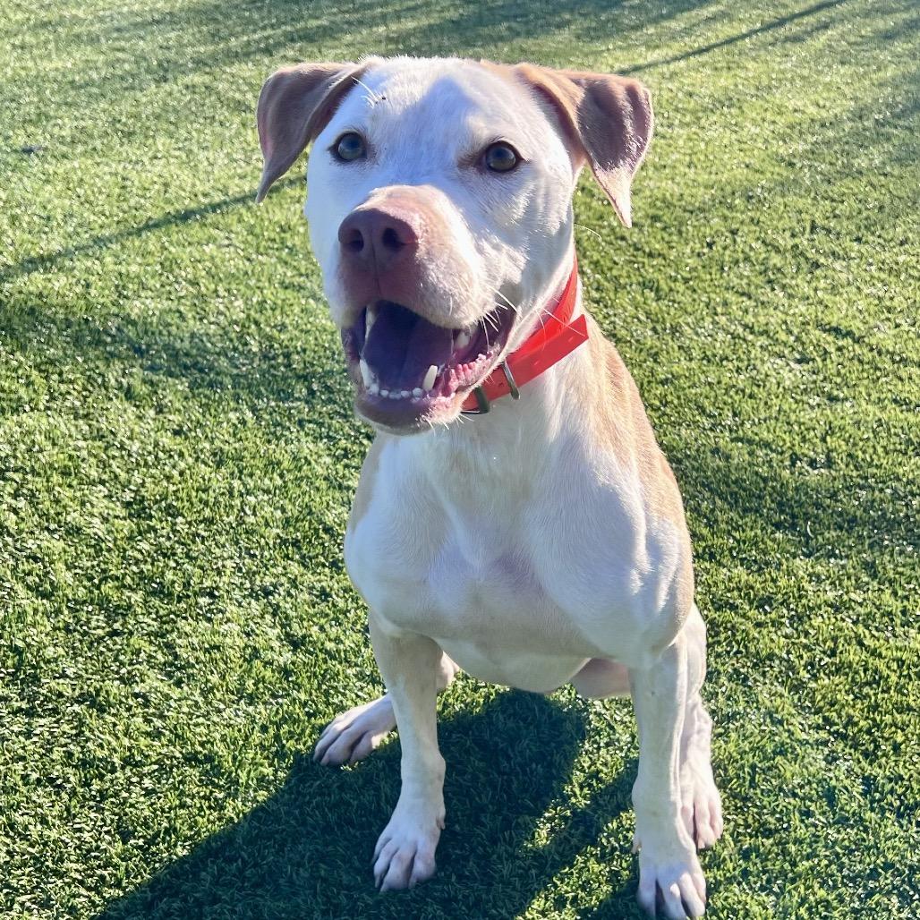 Whiskey, a Adoptable Mixed Breed in Idaho Falls, ID image 6/6