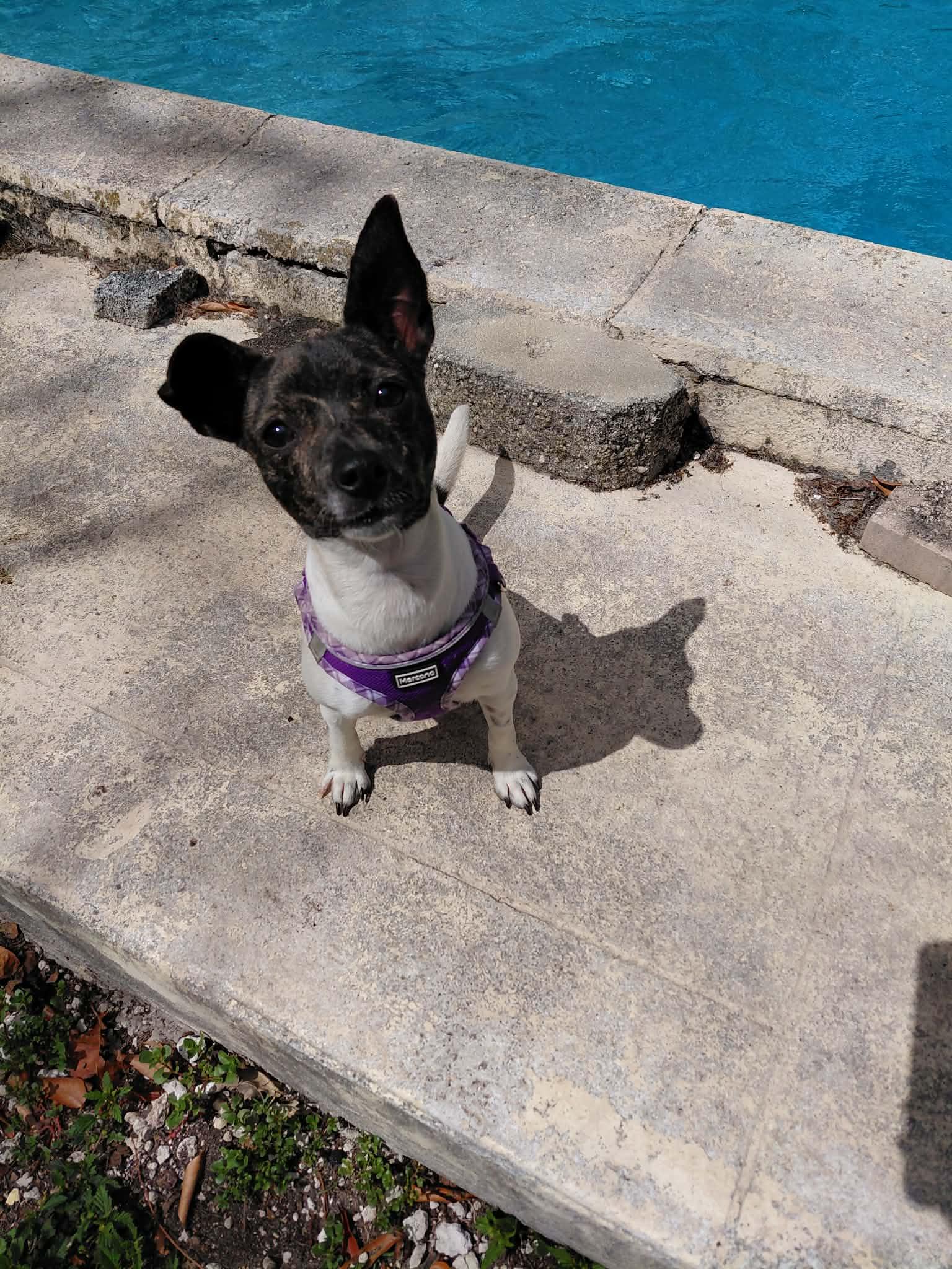 Enlarge Sarabi, a ADOPTABLE Rat Terrier in Jacksonville, FL image 1/1