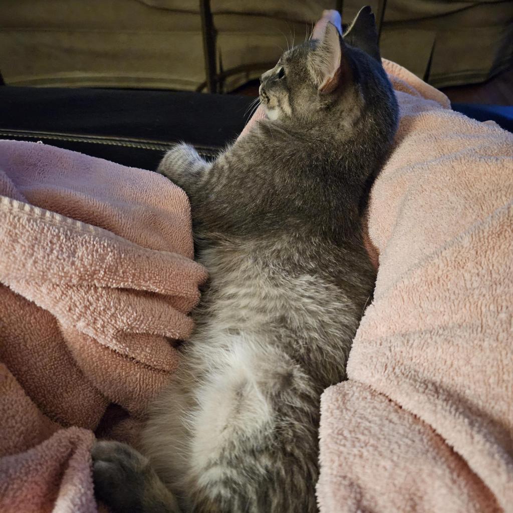 Robbie Rose, a Adoptable Domestic Short Hair in Reisterstown, MD image 1/6