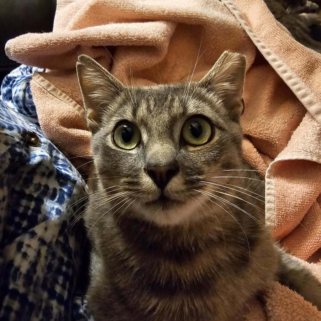 Robbie Rose, a Adoptable Domestic Short Hair in Reisterstown, MD image 2/6
