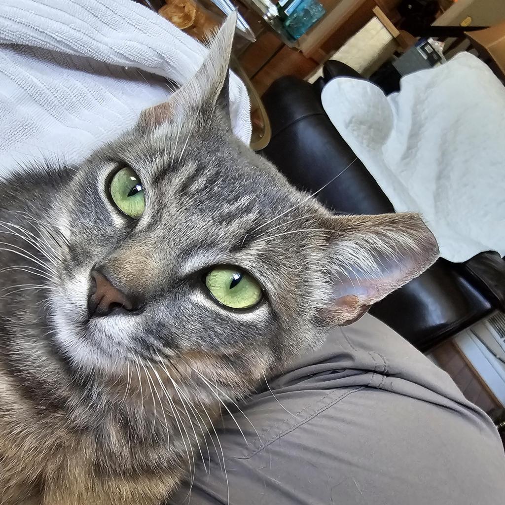 Robbie Rose, a Adoptable Domestic Short Hair in Reisterstown, MD image 3/6