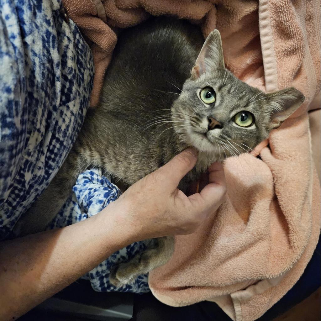 Robbie Rose, a Adoptable Domestic Short Hair in Reisterstown, MD image 5/6