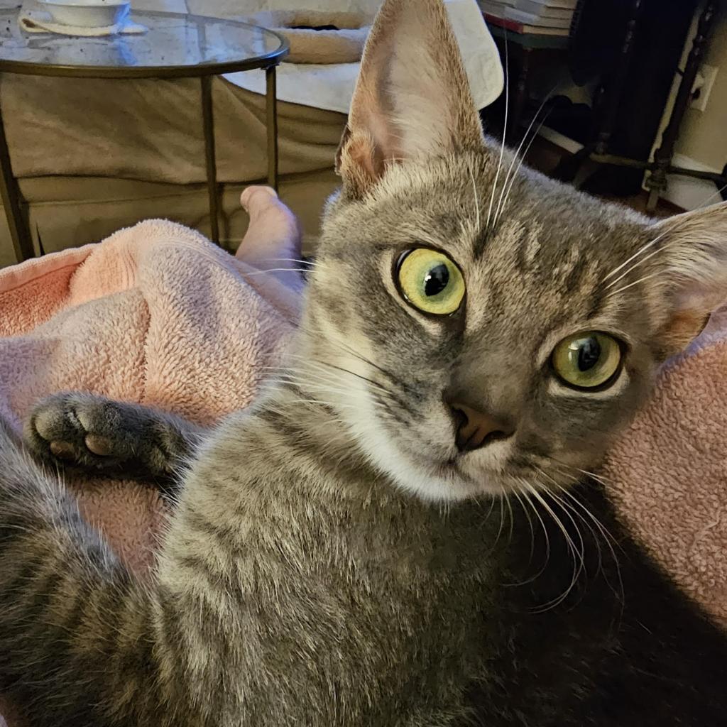 Robbie Rose, a Adoptable Domestic Short Hair in Reisterstown, MD image 6/6