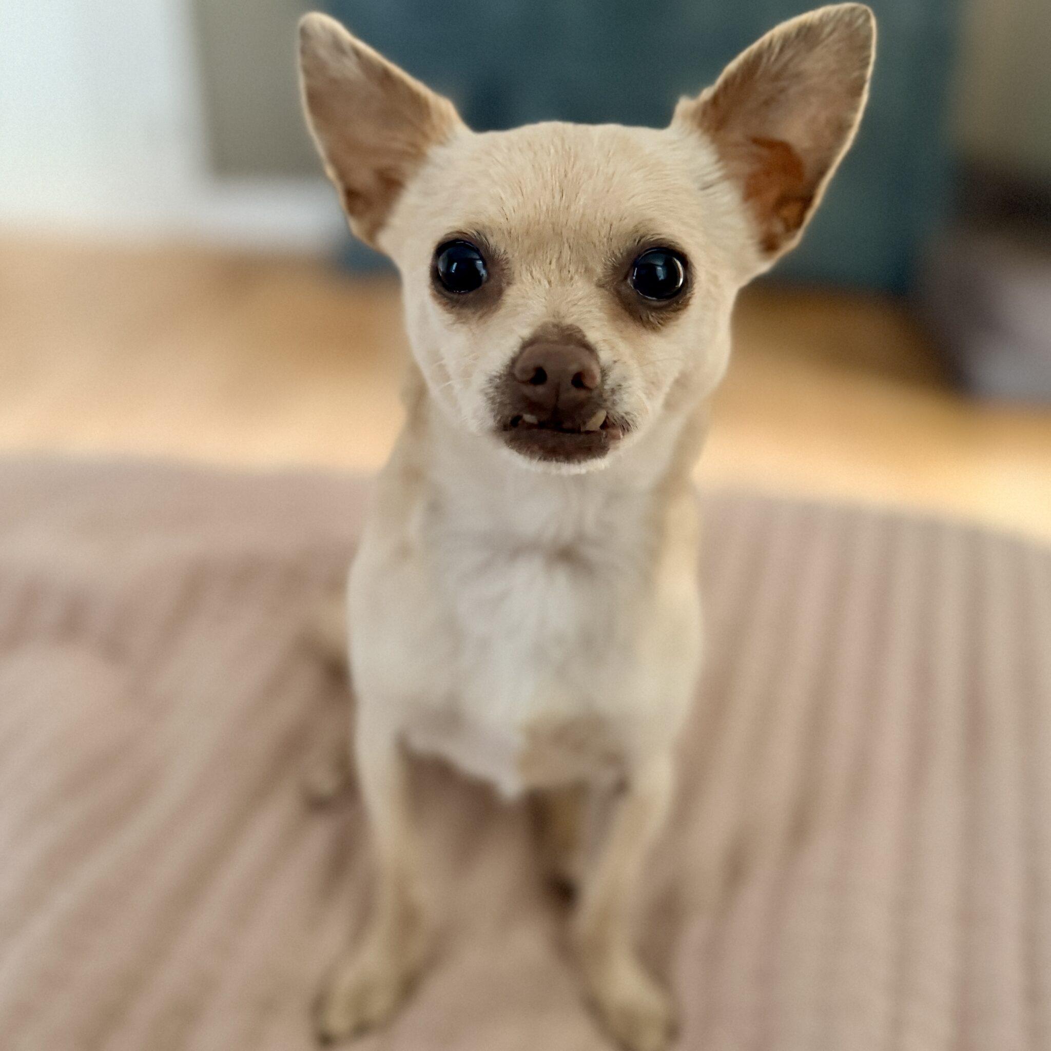 Enlarge Tim, a ADOPTABLE mixed breed in Mead, CO image 5/6