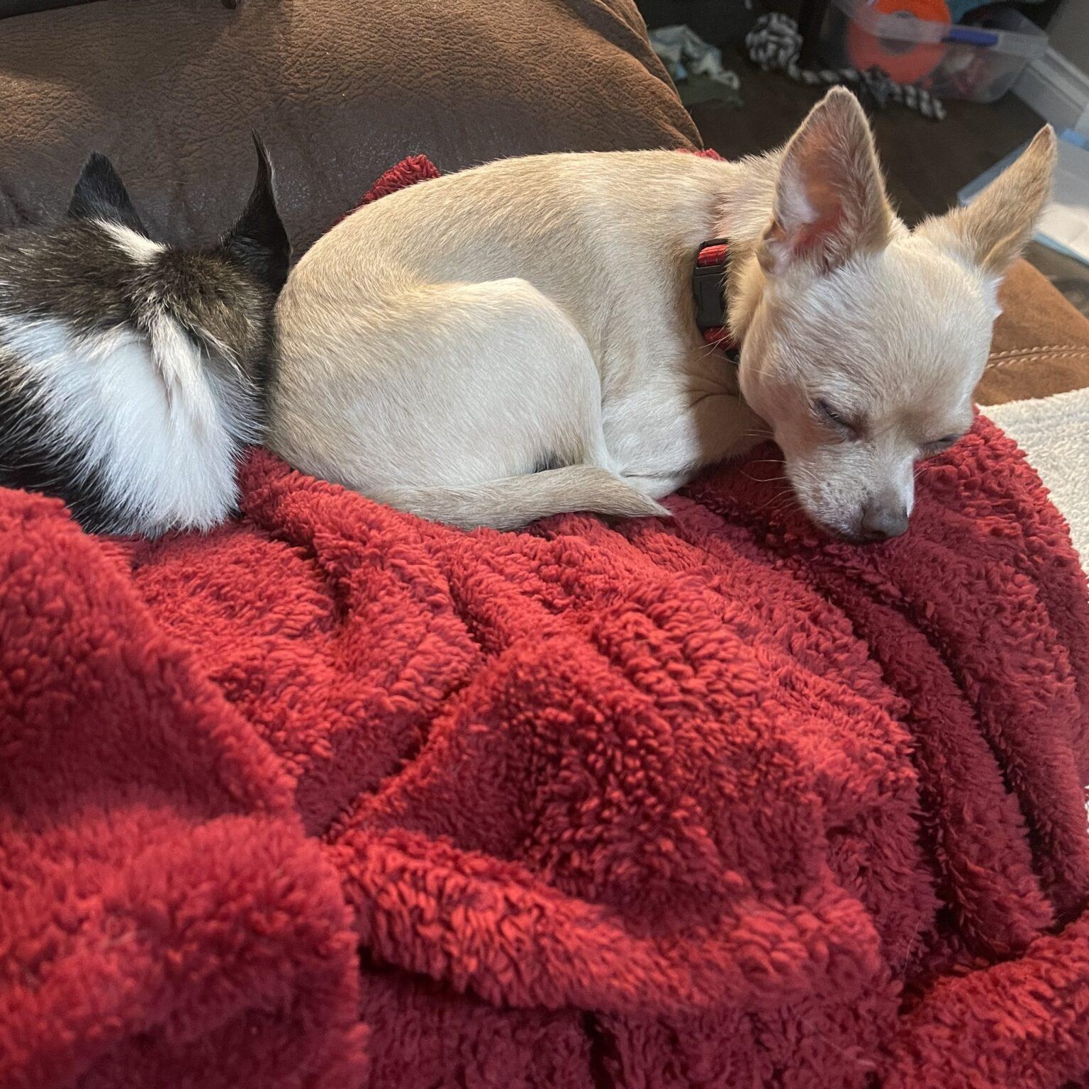 Enlarge Tim, a ADOPTABLE mixed breed in Mead, CO image 2/6