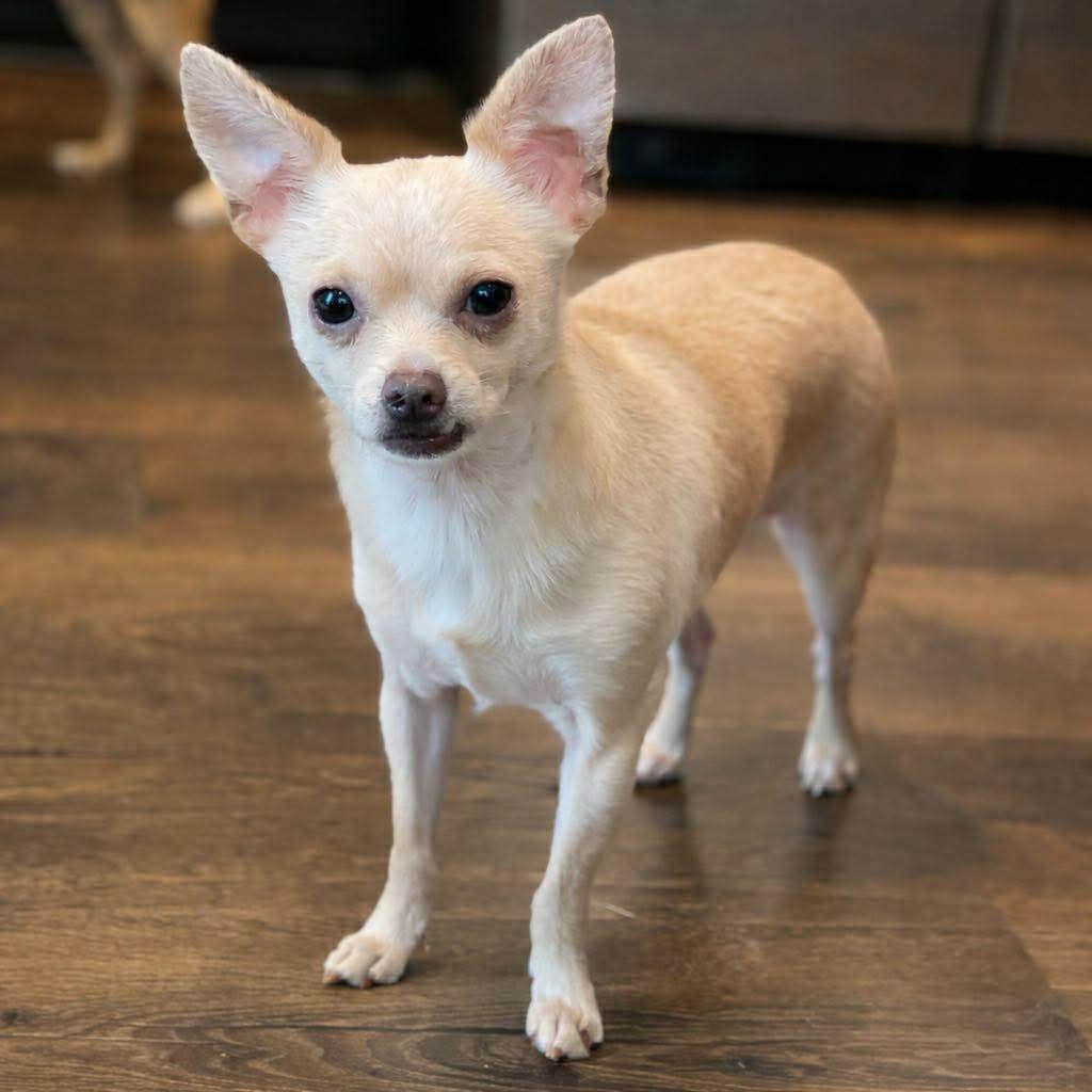 Tim, ADOPTABLE, Adult Male Chihuahua.