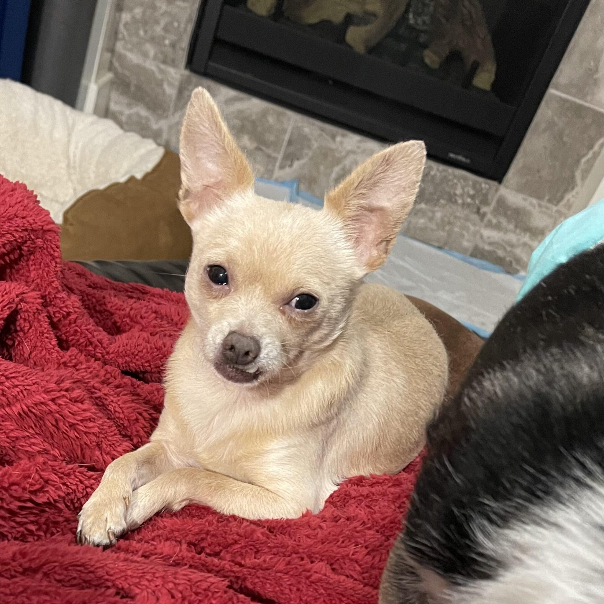 Enlarge Tim, a ADOPTABLE mixed breed in Mead, CO image 6/6