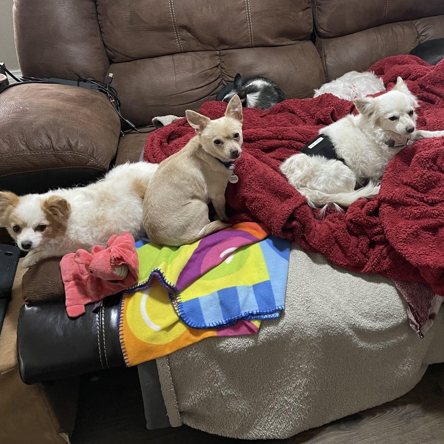 Enlarge Tim, a ADOPTABLE mixed breed in Mead, CO image 3/6