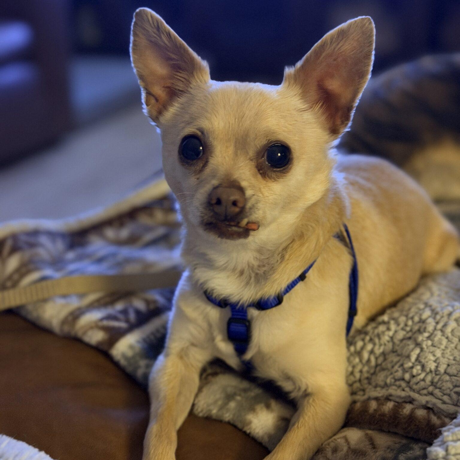 Enlarge Tim, a ADOPTABLE mixed breed in Mead, CO image 4/6