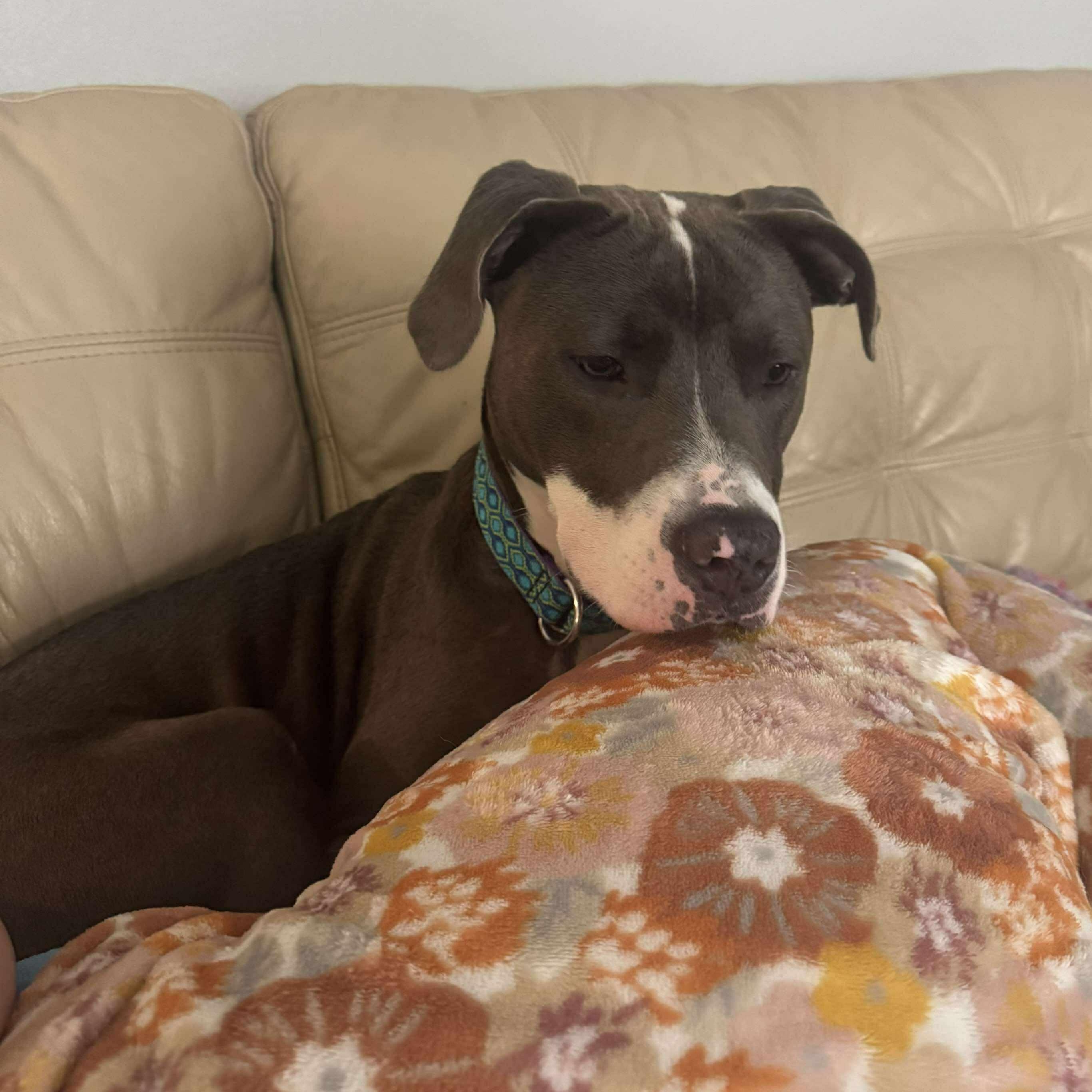 Enlarge Romeo, a Adopted mixed breed in Bryan, TX image 4/5