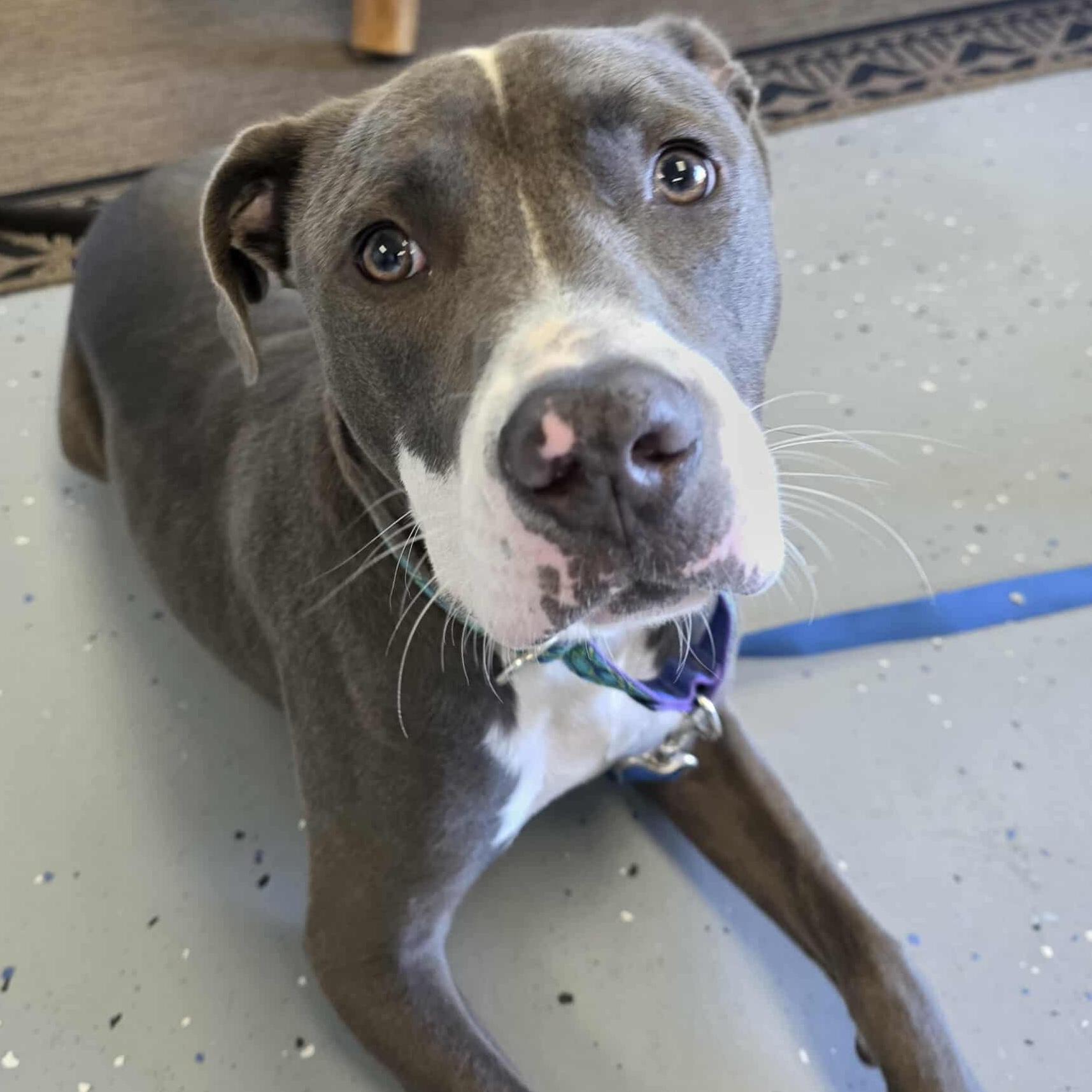 Enlarge Romeo, a Adopted mixed breed in Bryan, TX image 1/5