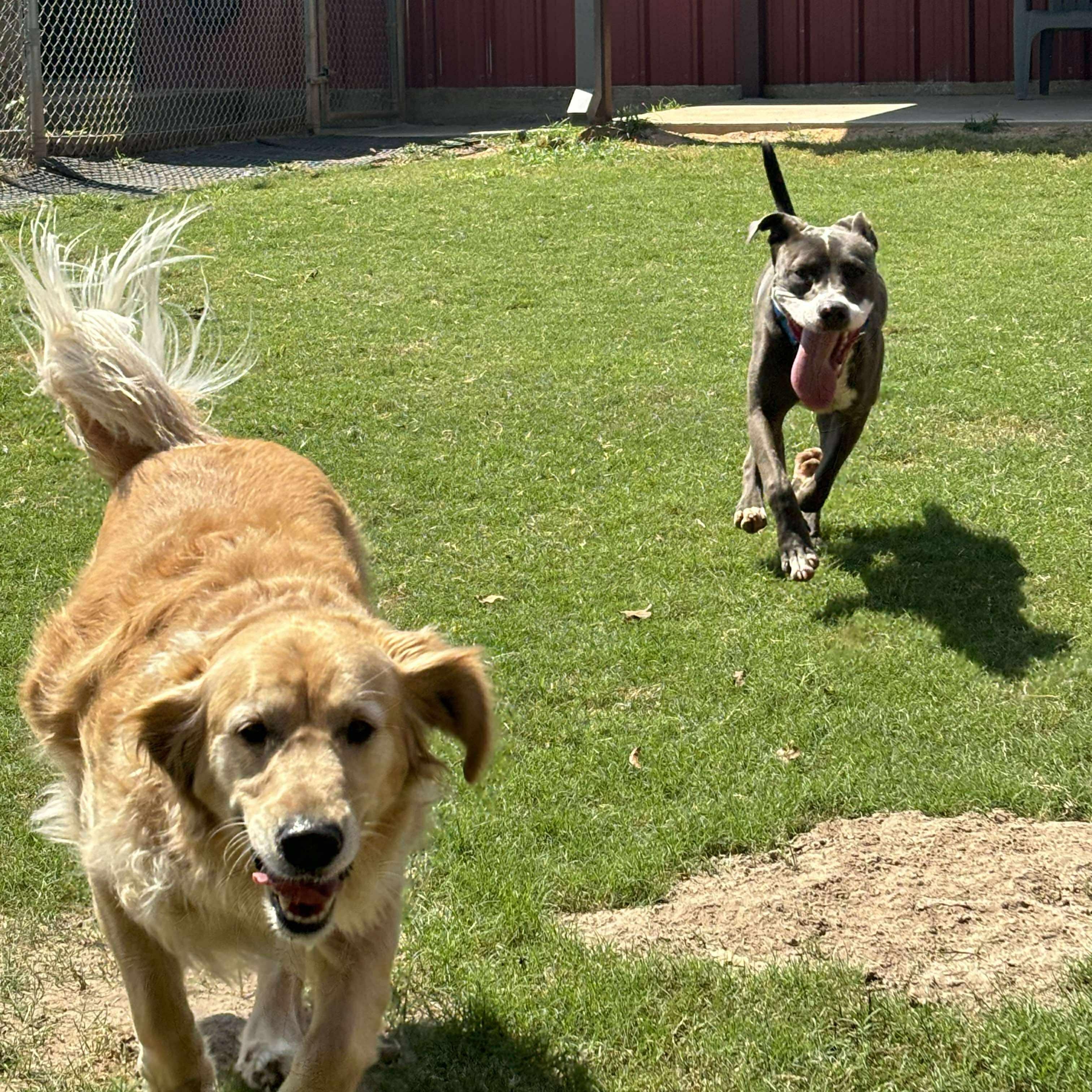 Enlarge Romeo, a Adopted mixed breed in Bryan, TX image 5/5