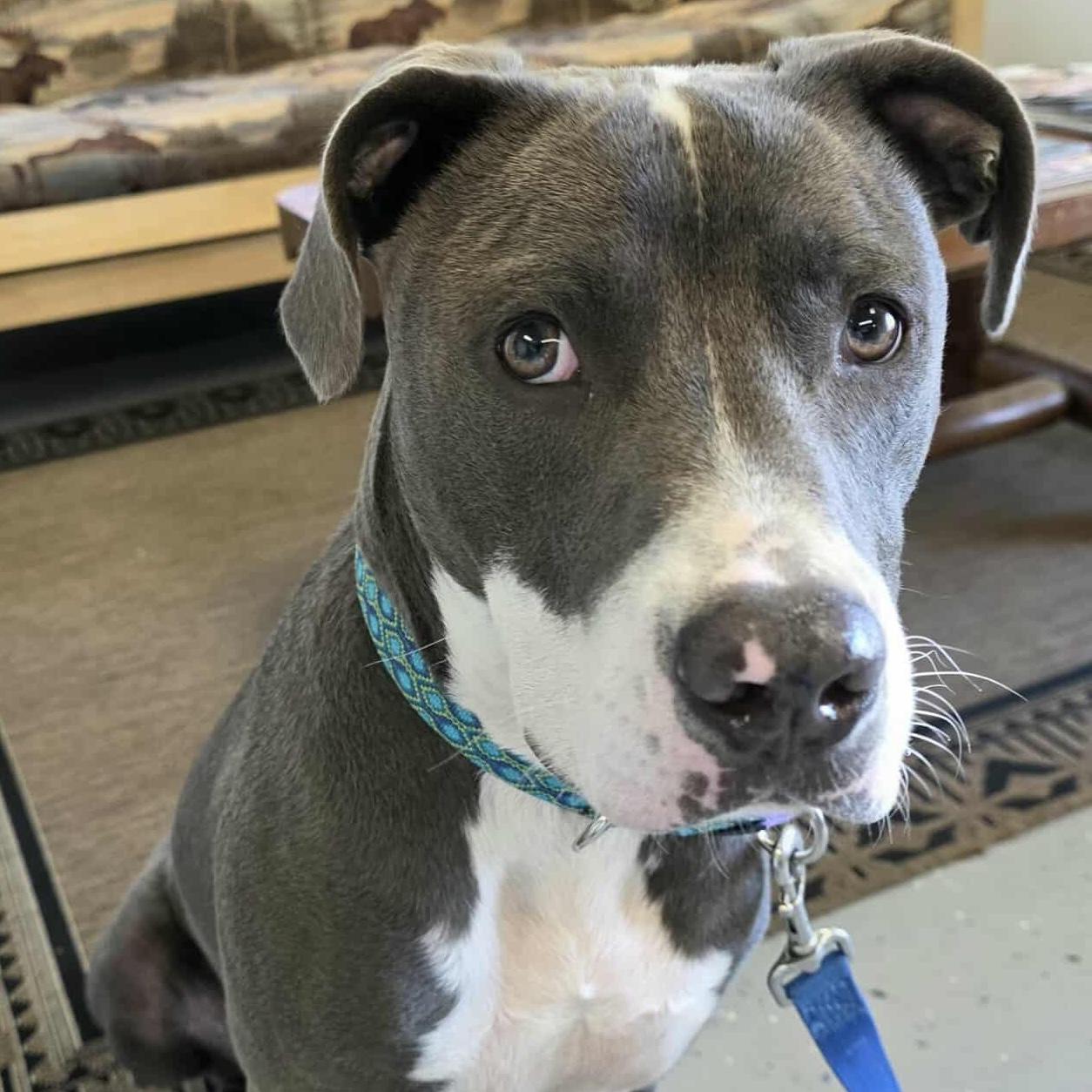 Enlarge Romeo, a Adopted mixed breed in Bryan, TX image 3/5