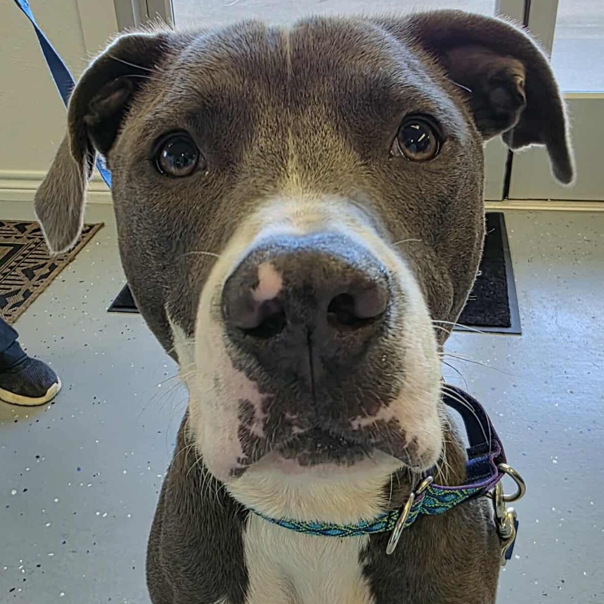 Enlarge Romeo, a Adopted mixed breed in Bryan, TX image 2/5