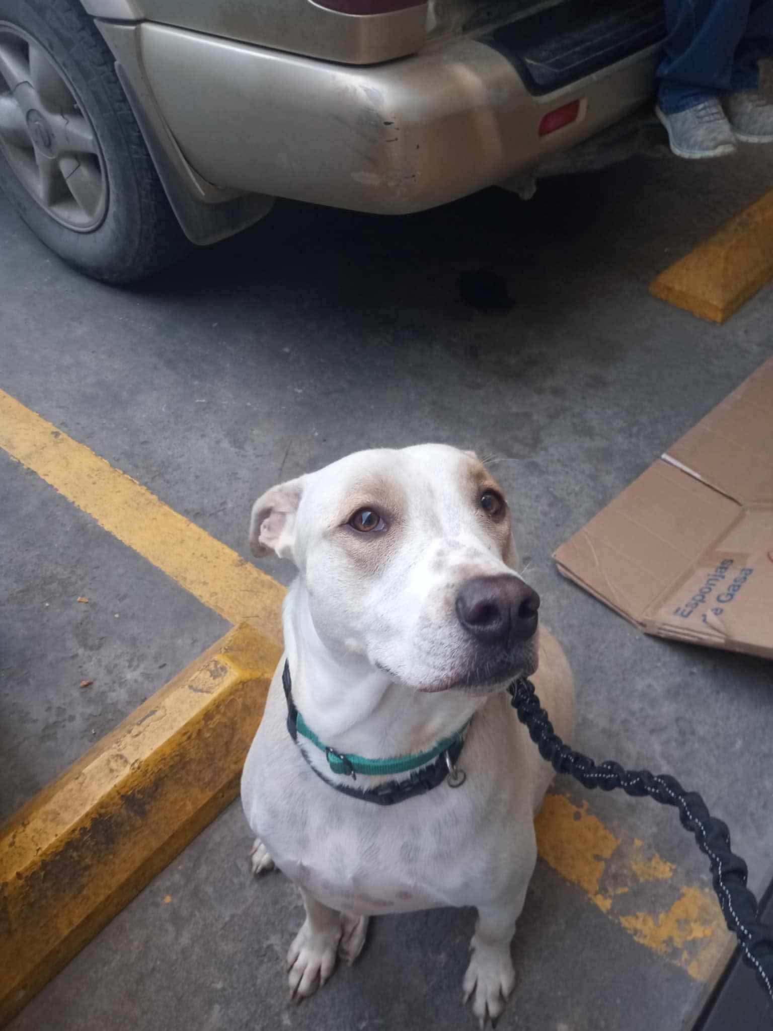 Enlarge Alec, a Adoptable Mixed Breed in Puyallup, WA image 3/5