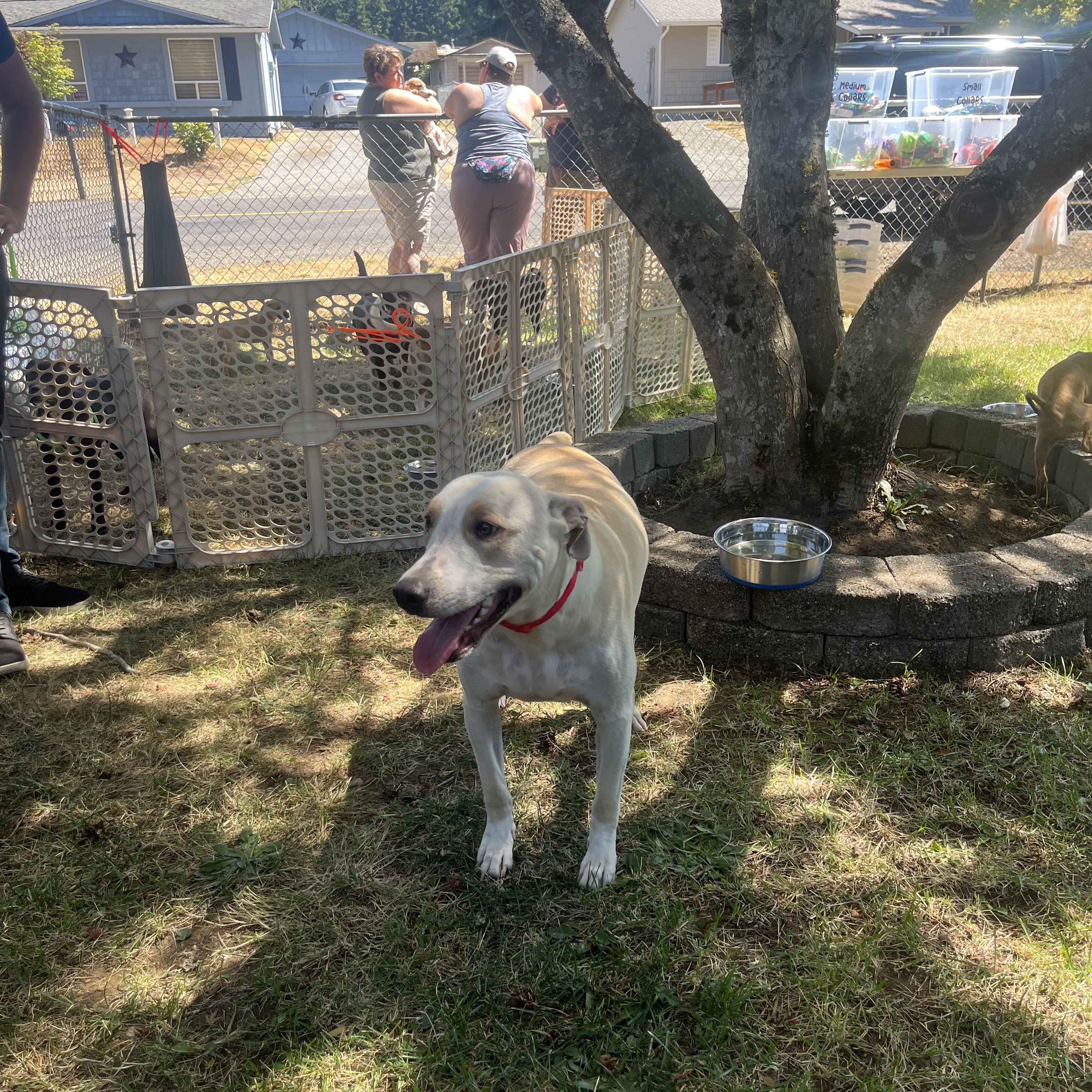 Enlarge Alec, a Adoptable Mixed Breed in Puyallup, WA image 1/5