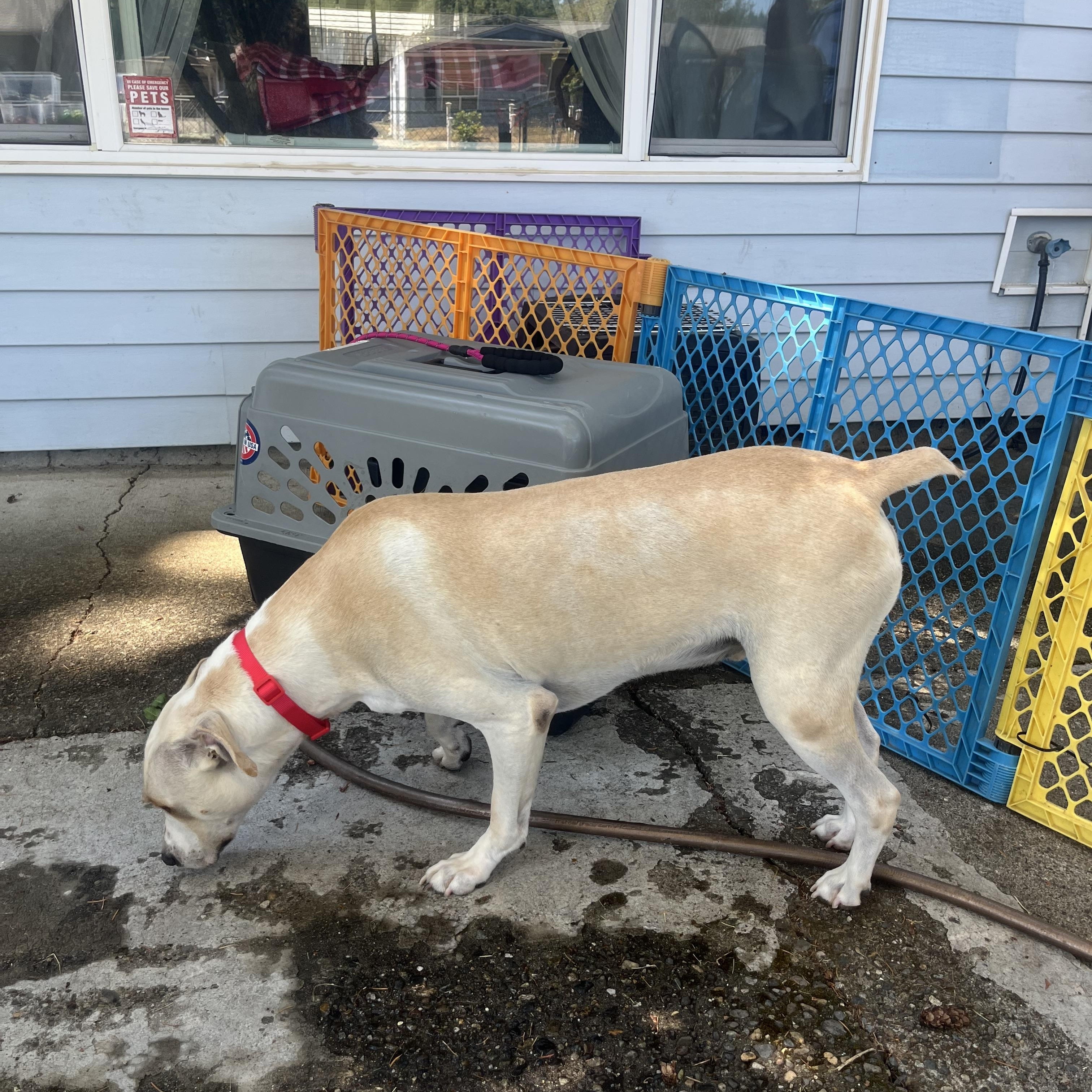 Enlarge Alec, a Adoptable Mixed Breed in Puyallup, WA image 2/5