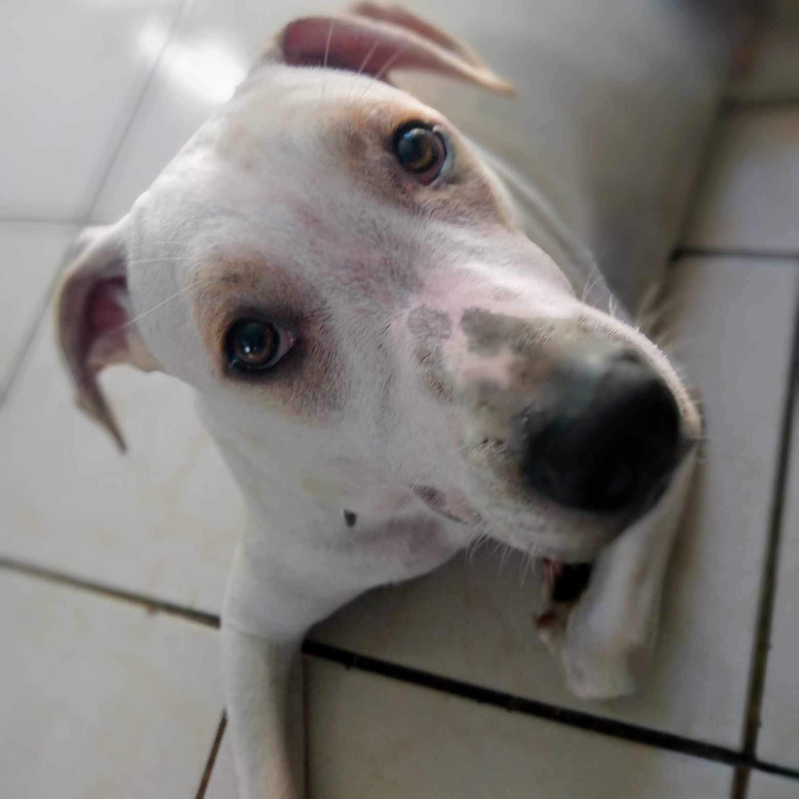 Enlarge Alec, a Adoptable Mixed Breed in Puyallup, WA image 5/5