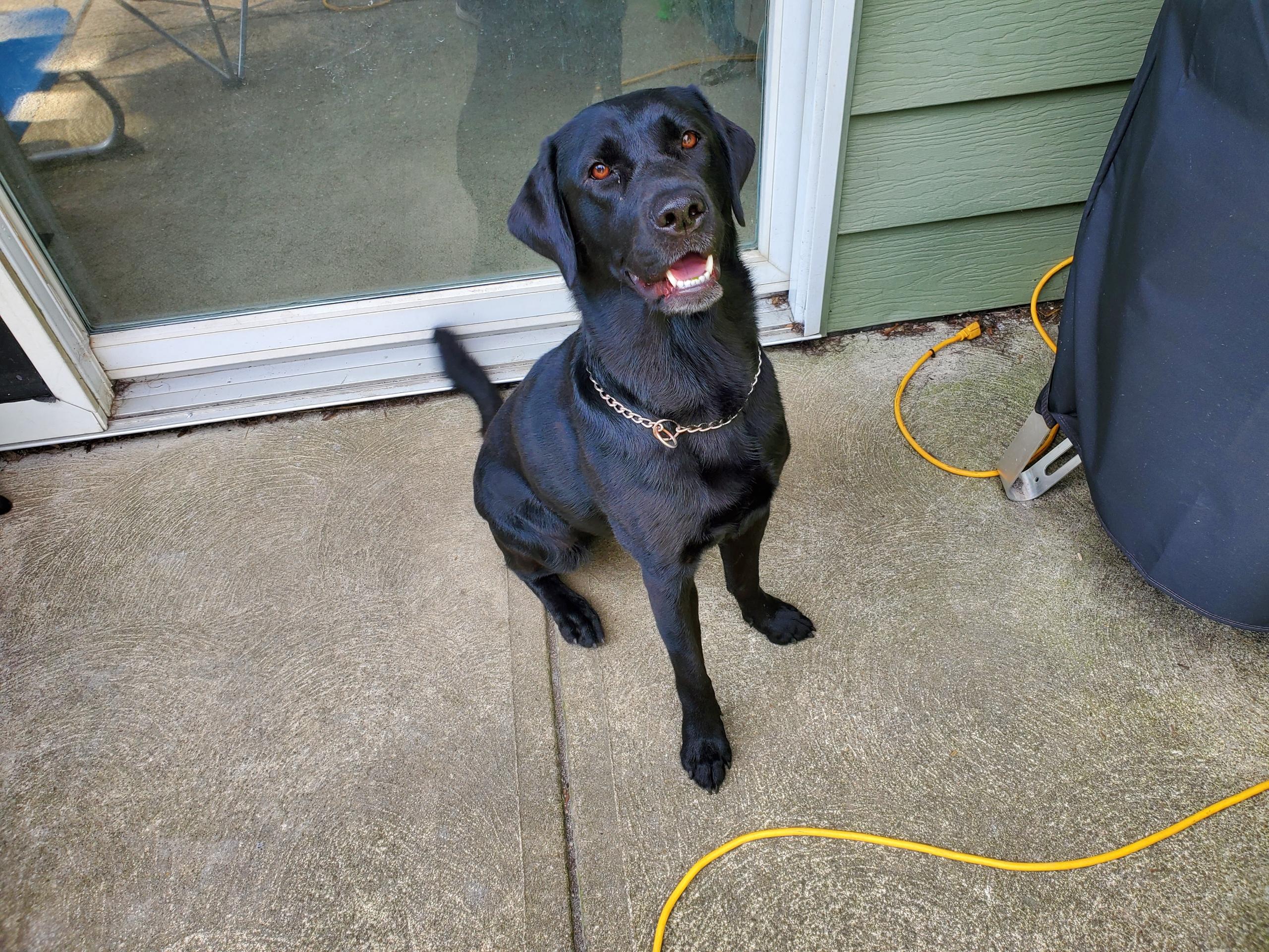 LENA--COURTESY POST--NOT AN LELRR DOG, adopted, Senior Female Labrador Retriever.