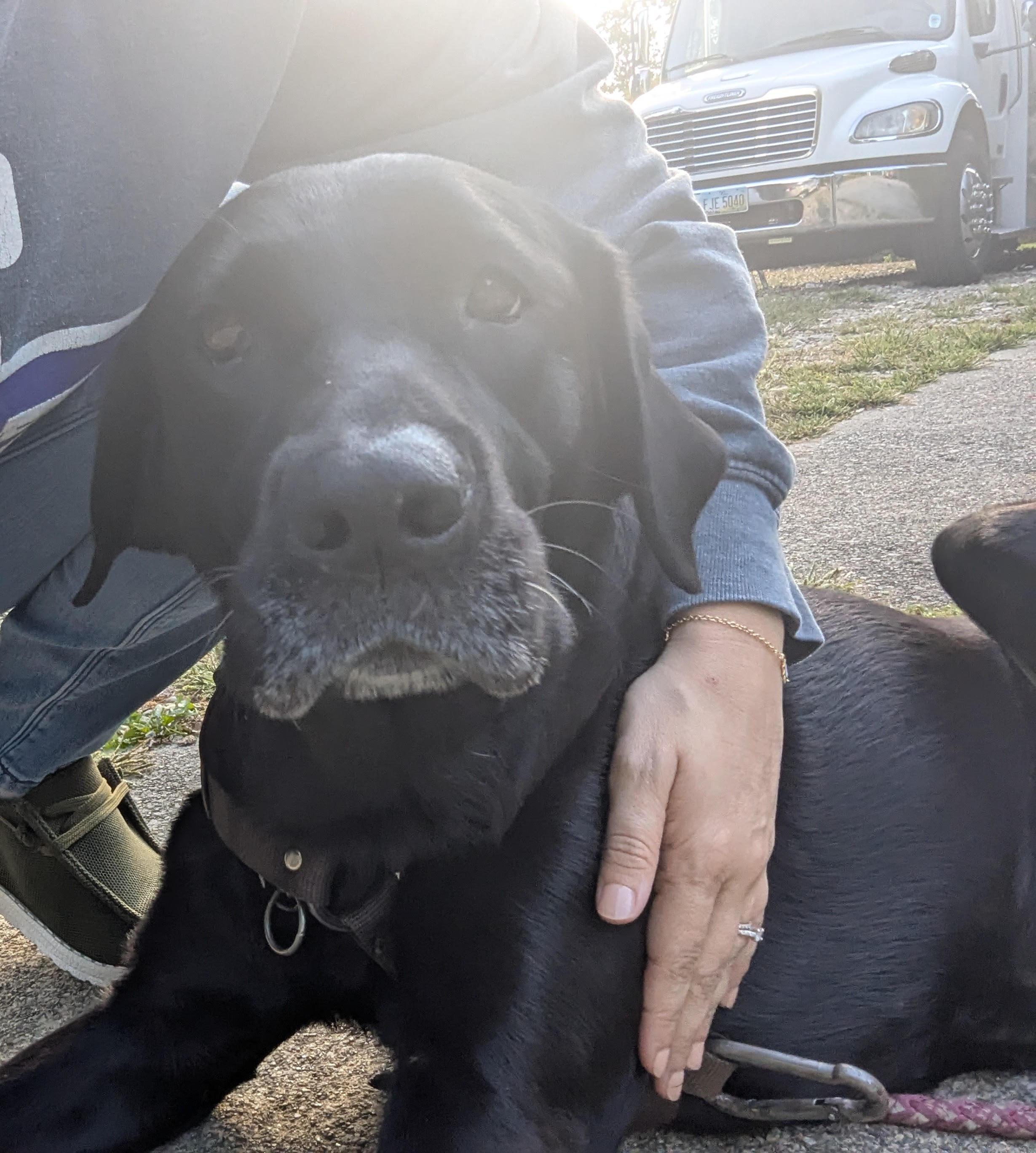 Enlarge LENA--COURTESY POST--NOT AN LELRR DOG, an adopted Labrador Retriever in Medina, OH image 3/3