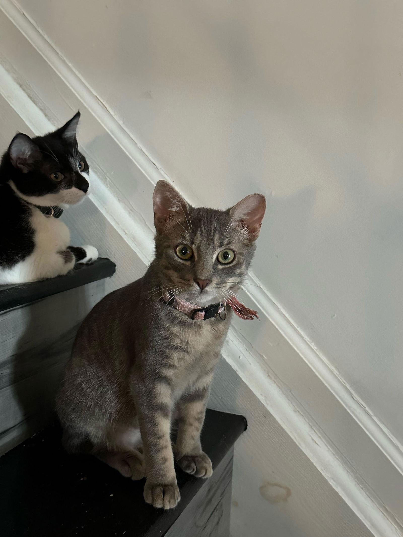 Athena, a Adoptable mixed breed in Philadelphia, PA image 1/3