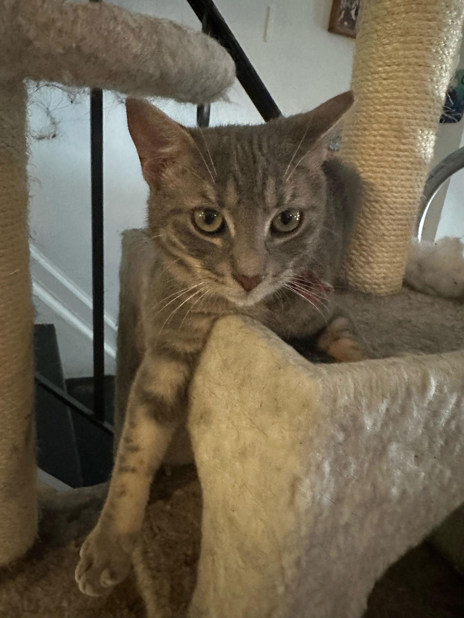 Athena, a Adoptable mixed breed in Philadelphia, PA image 2/3