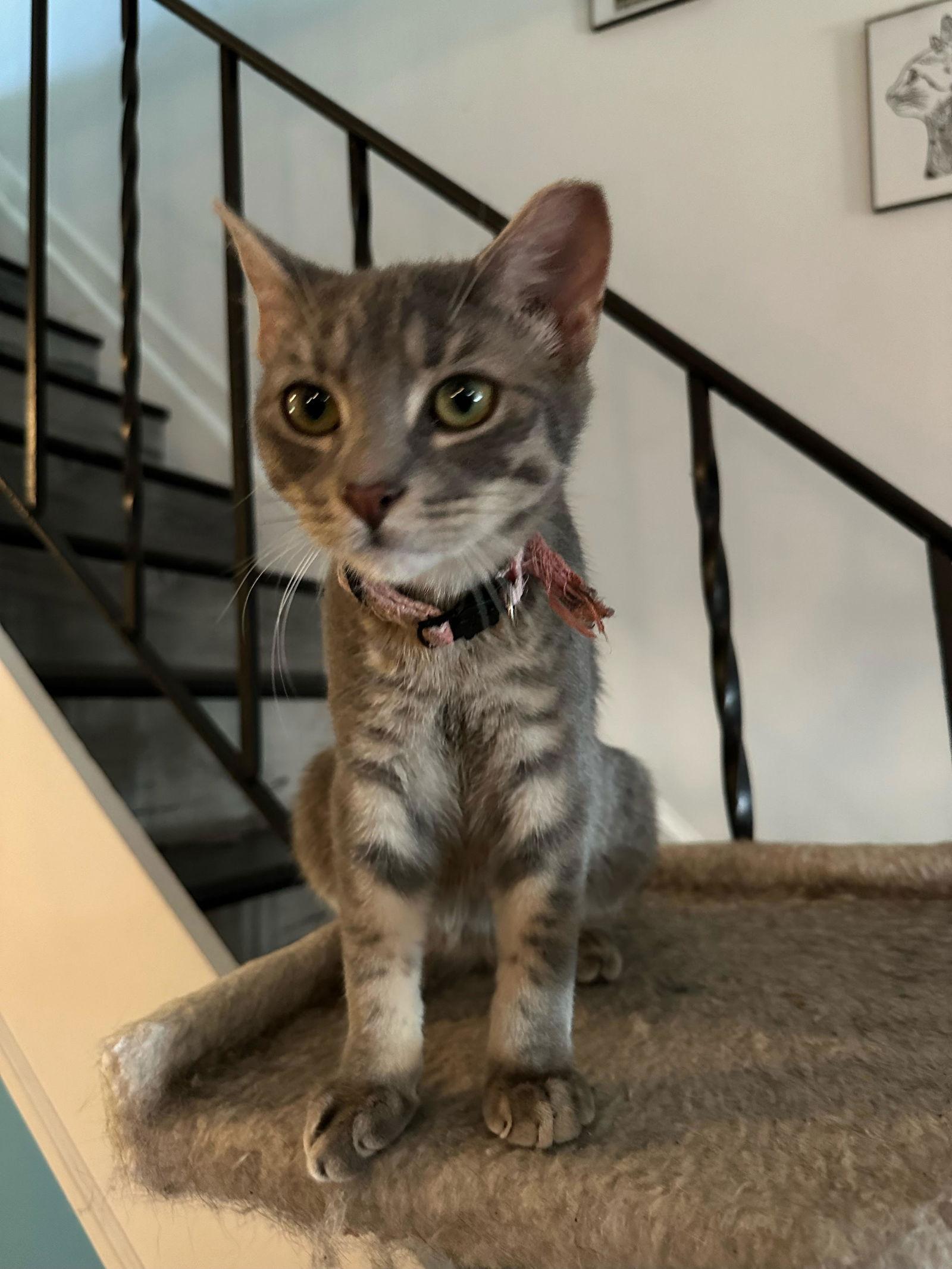 Athena, a Adoptable mixed breed in Philadelphia, PA image 3/3