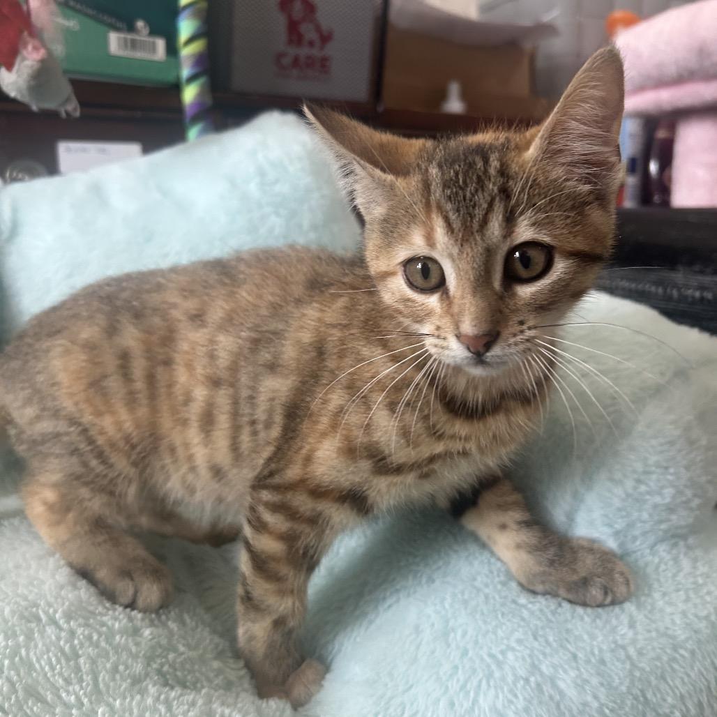Juniper 26-017, Adoptable, Kitten Female Domestic Short Hair.