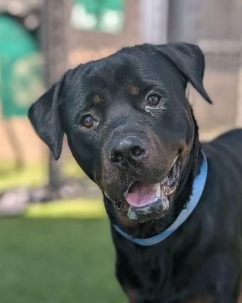 Clyde, Adoptable, Young Male Rottweiler.