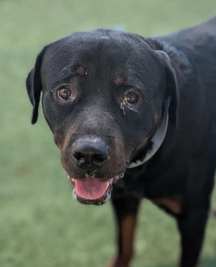 Enlarge Clyde, a Adoptable Rottweiler in Hillsboro, NH image 2/3