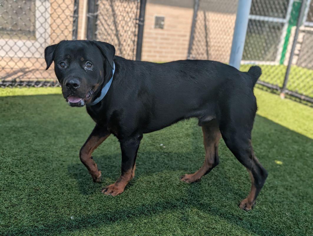 Enlarge Clyde, a Adoptable Rottweiler in Hillsboro, NH image 3/3