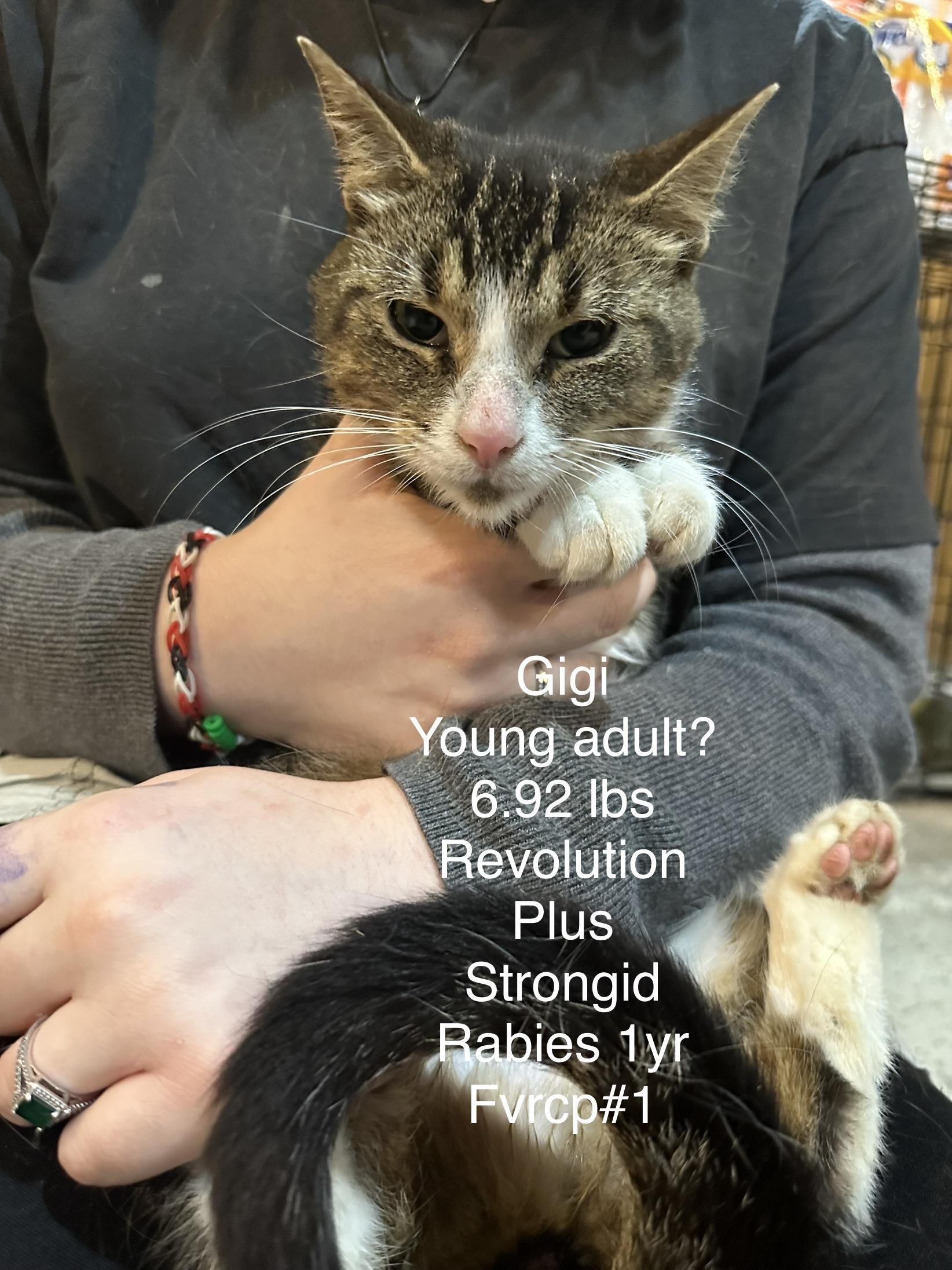 Enlarge Gigi, a Adoptable Domestic Short Hair in Grand Rapids, MI image 1/3