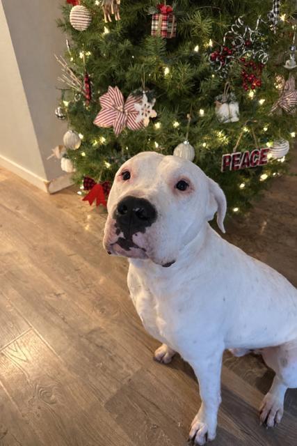 Frank, Adoptable, Adult Male Dogo Argentino.