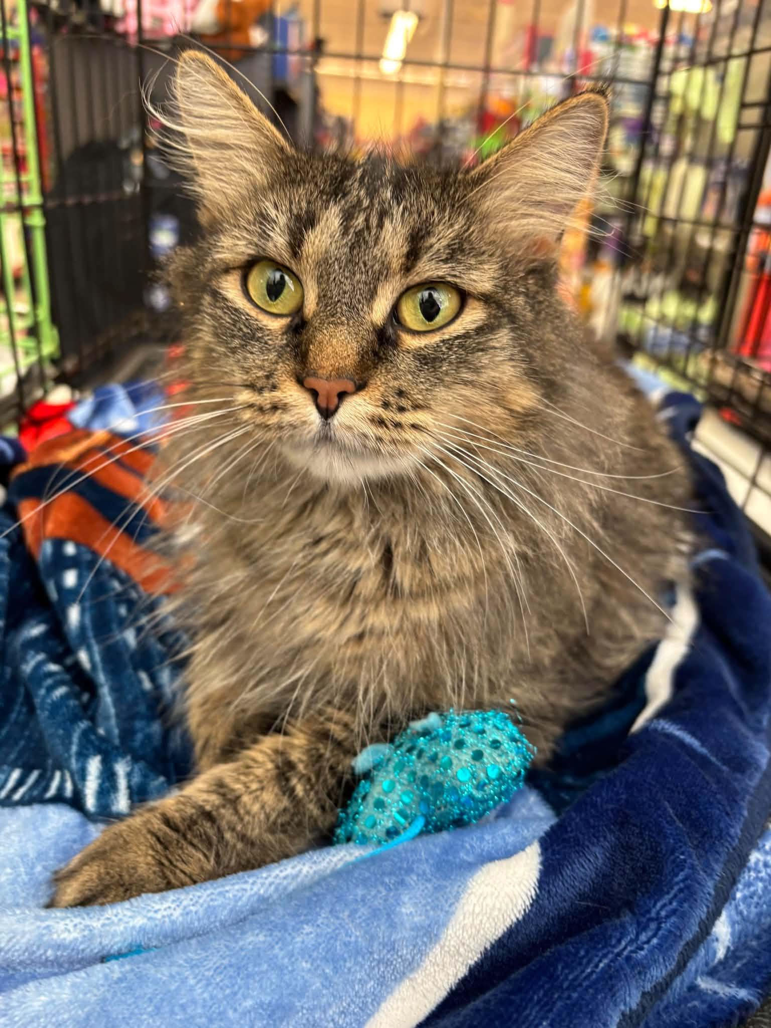 Enlarge Bette Davis, a Adoptable mixed breed in Omaha, NE image 1/5