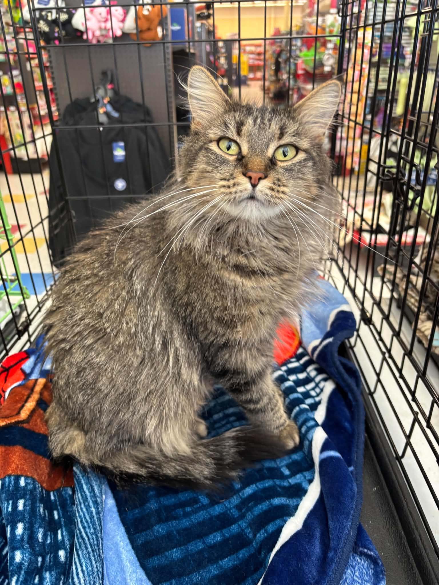 Enlarge Bette Davis, a Adoptable mixed breed in Omaha, NE image 2/5